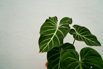 Philodendron gloriosum leaves close up, tropical foliage, dark green bright vein leave © lacastudio