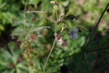 Kowalik kowalik bezskrzydły tramwajarz owady ciekawostki przyrody parki pola i ogrody latem © Piotr