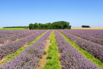 Lavender fields in the French Gâtinais Regional Nature Park