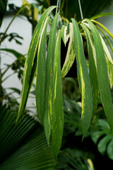 Obraz premium close up of variegated plants, tropical garden, Anthurium vittariifolium variegated hanging, indoor plants