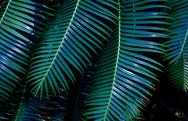 abstract palm leaf textures on dark blue tone, natural green background.