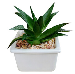 Haworthia tree in white plant pot