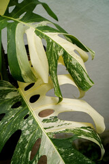 close up of Monstera borsigiana variegated albo, white background, tropcial plants © lacastudio