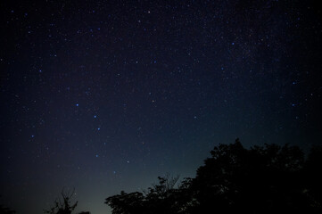 夜空の星々：木々のシルエットと満天の星