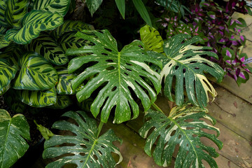 close up of Monstera Thai constellation leaves, swiss cheese plants, variegated indoor plants,...