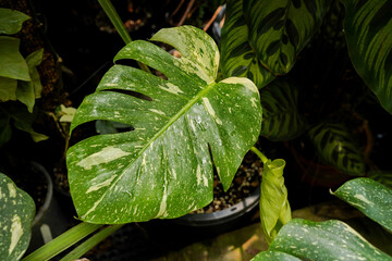 close up of Monstera Thai constellation leaves, swiss cheese plants, variegated indoor plants, tropical garden