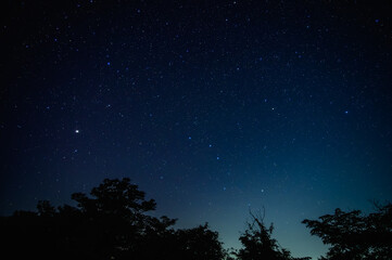 夜空の星々：木々のシルエットと満天の星