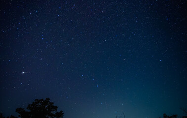 夜空の星々：木々のシルエットと満天の星