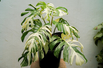 close up of Monstera borsigiana variegated albo, white background, tropcial plants