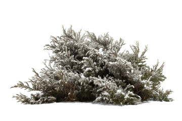 Frost-Kissed Evergreen Bush Blanketed in Soft Snow Under the Gentle Winter Sunlight on Transparent PNG Background..