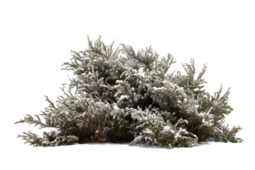 Frost-Kissed Evergreen Bush Blanketed in Soft Snow Under the Gentle Winter Sunlight on Transparent PNG Background..