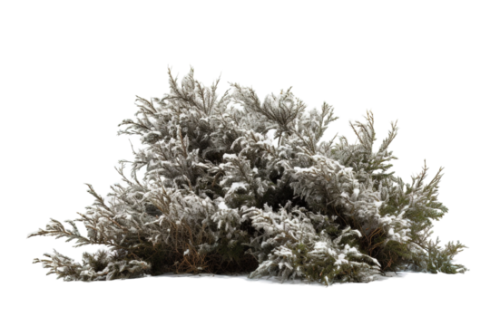 Frost-Kissed Evergreen Bush Blanketed in Soft Snow Under the Gentle Winter Sunlight on Transparent PNG Background..