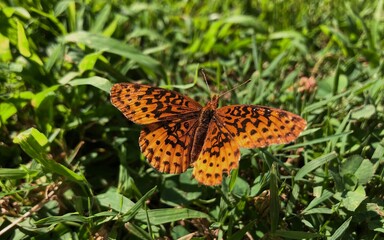 butterfly in grass