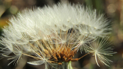 close up of dandelion