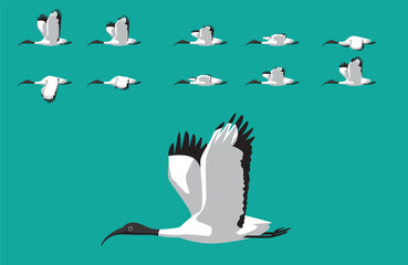 Ibis Australian White Bird Animal Animation Sequence Flying Cartoon Vector
