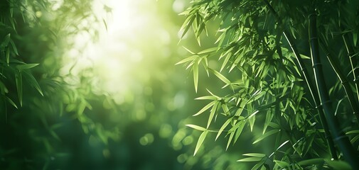 Sunlit Meadow of Bamboo A Harmonious Blend of Light and Nature