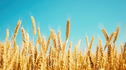Fototapeta premium Golden wheat field under a clear blue sky, symbolizing abundance and harvest