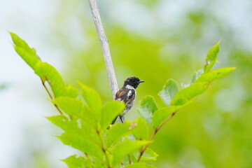 枝に止まるノビタキの幼鳥
