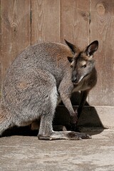 Kangaroo at the zoo looking at the camera. Nizhny Novgorod. Russia