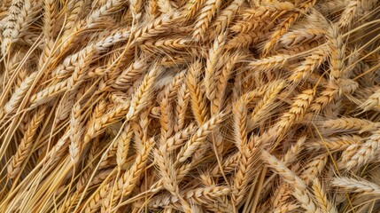 Fototapeta premium A top-down view of ripe autumn grains and wheat ears, showcasing the rich texture and natural beauty of the harvest season