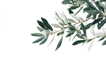 branch of a olive tree with leaves isolated on white 