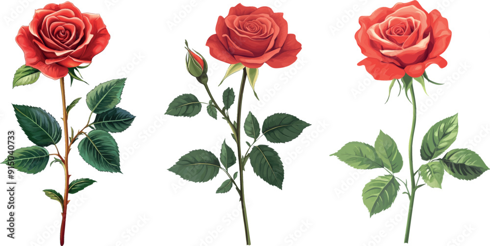 Wall mural White background with a blooming red flower rose.