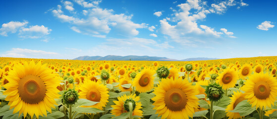 Fototapeta premium field of sunflowers and blue sky