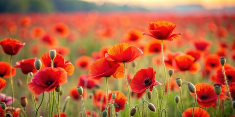 Vibrant red poppy flowers blooming in a field , nature, vibrant, red, poppy, flowers, spring, blooming, field, garden, botanical