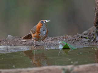 Rusty-cheeked scimitar babbler bird resting in the plumage looking for water with use of selective focus