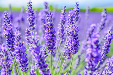 Lavender flowers blooming in a field under the summer sun