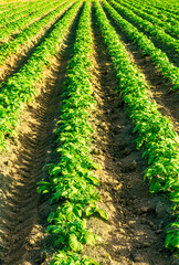 beautiful farmland landscape with green rows of potato and vegetables on a spring or summer farm field , rural natural background