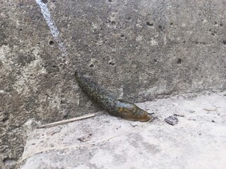A large slug crawls on the concrete in the garden