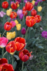 Blooming multi-colored tulips on a flower bed