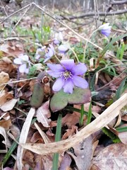 Plants and trees blooming in spring