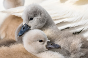 Young swans under the protection of an adult