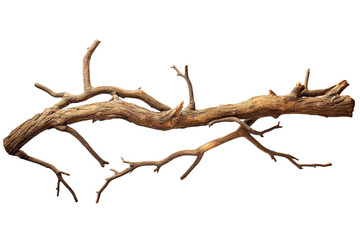Fototapeta premium Intricately Twisted Branch Drifting Gracefully Against a Plain Background Under Soft Natural Light on Transparent PNG Background..