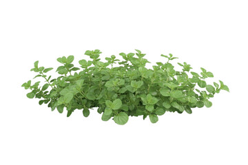 Obraz premium Fresh oregano leaves isolated on transparent background. Perfect for culinary uses or herbal medicine. Vibrant green and aromatic flavor.