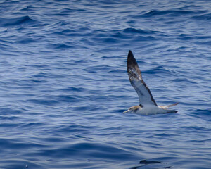 streaked shearwater オオミズナギドリ