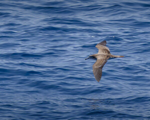 streaked shearwater オオミズナギドリ