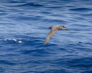 streaked shearwater オオミズナギドリ