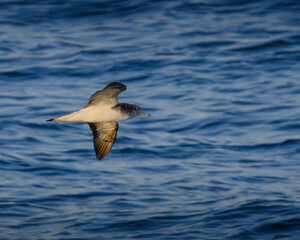 streaked shearwater オオミズナギドリ