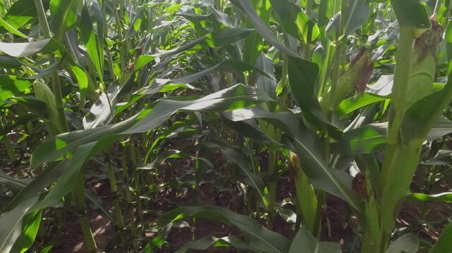 POV footage of moving between high green rows of  corn on farm corn plantation.