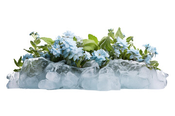 Delicate Blue Flowers Resting on A Bed of Glacial Ice Under Soft Natural Light on Transparent PNG Background..