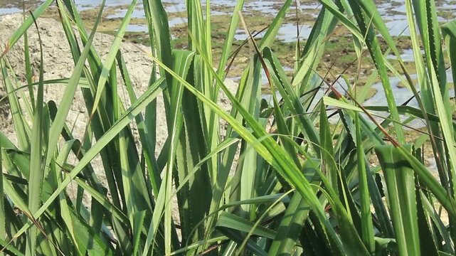 Fragrant Screwpine or Pandanus fascicularis, Pandanus odorifer, Pandanus tectorius growing on the next to coral reefs on the beach at high tide