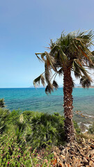 palm tree on the beach