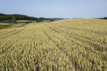 Expansive Field of Wheat Growing Near Solar Panels on a Sunny Day