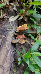 Local funghi in the jungle in Northern Thailand