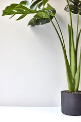 Faux Monstera Leave