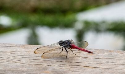 Libellule Planiplax , vietnam