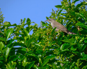 Pleske's grasshopper warbler ウチヤマセンニュウ